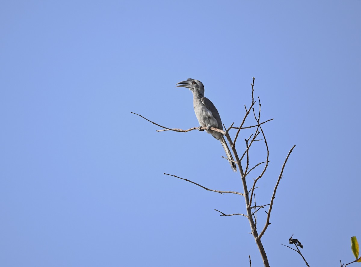 Indian Gray Hornbill - ML549274841