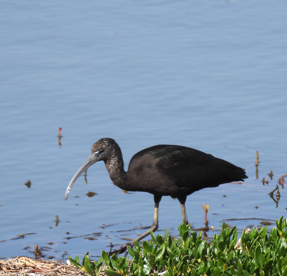 Glossy Ibis - ML549275101