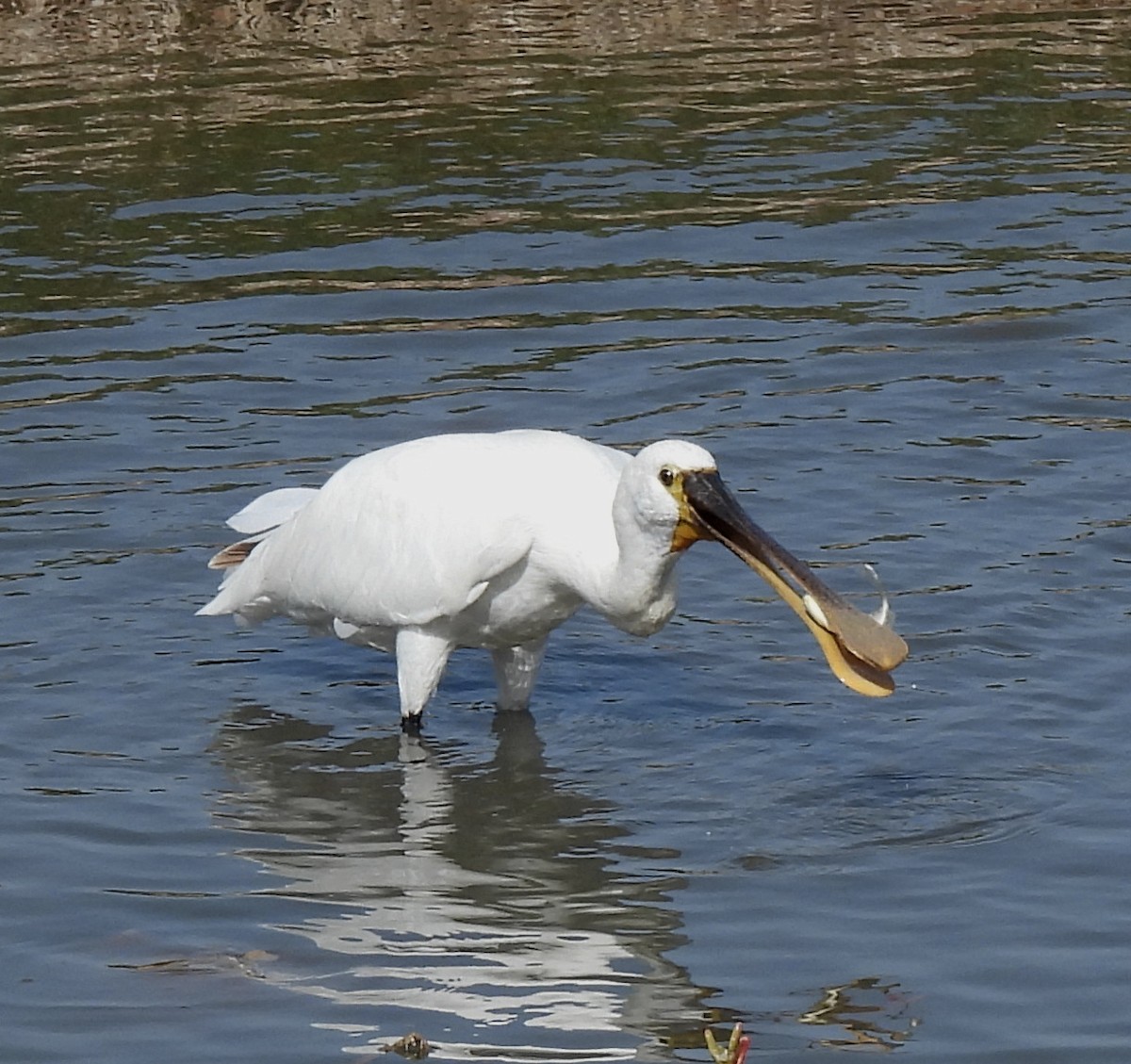 Eurasian Spoonbill - ML549275191