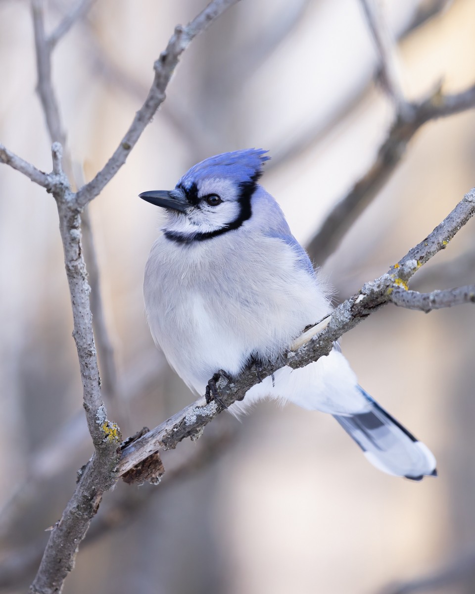 Blue Jay - Rey Clermont