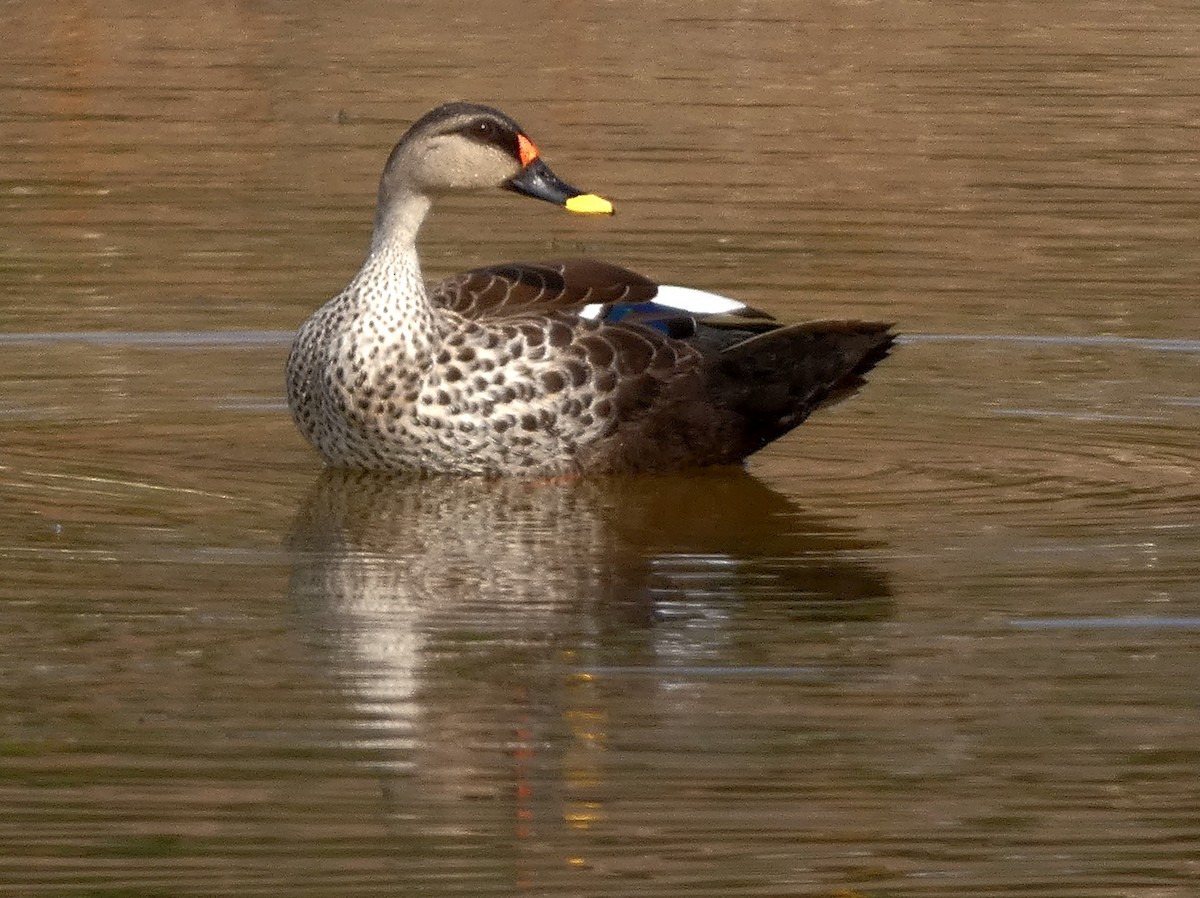 Indian Spot-billed Duck - ML549276331