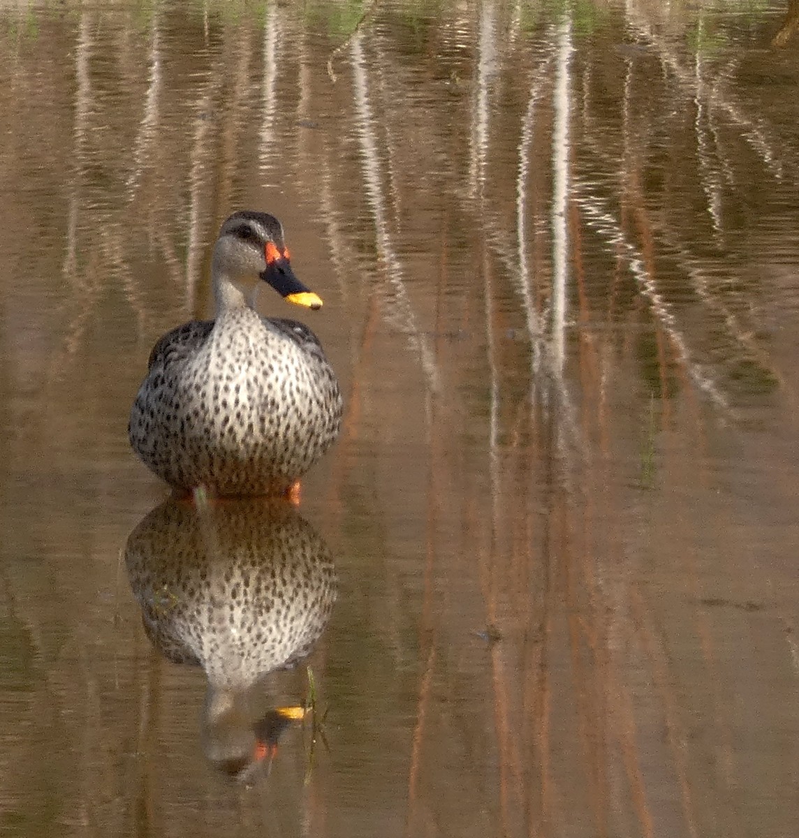 Indian Spot-billed Duck - ML549276341