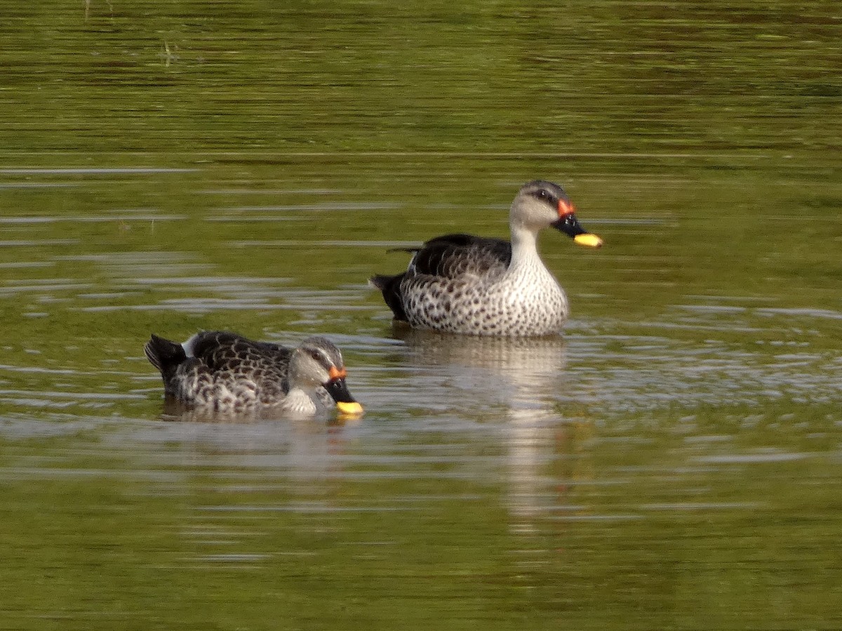 Indian Spot-billed Duck - ML549276351