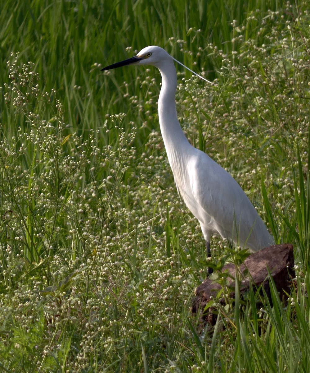 Little Egret - ML549276631