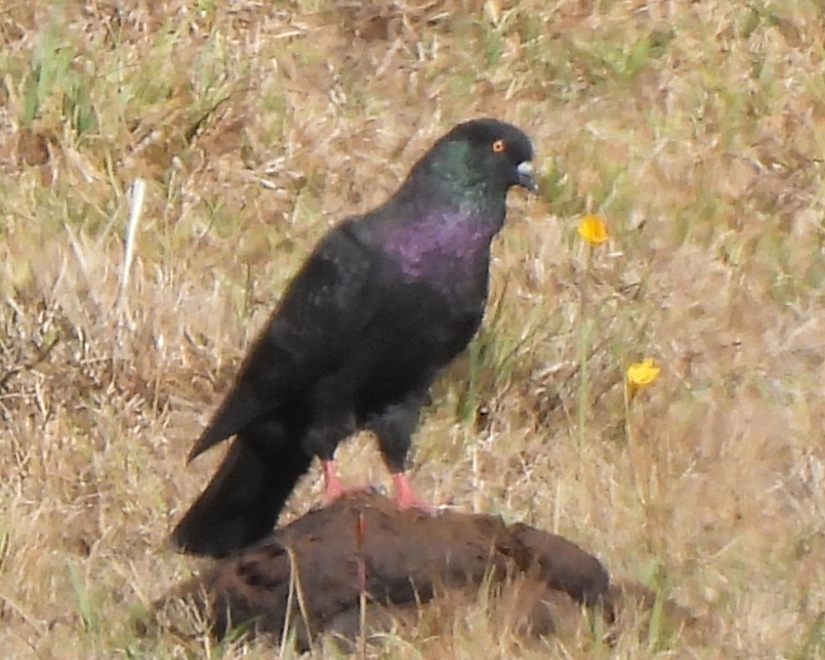 Хөхвөр тагтаа (суурин газрын) - ML549278151