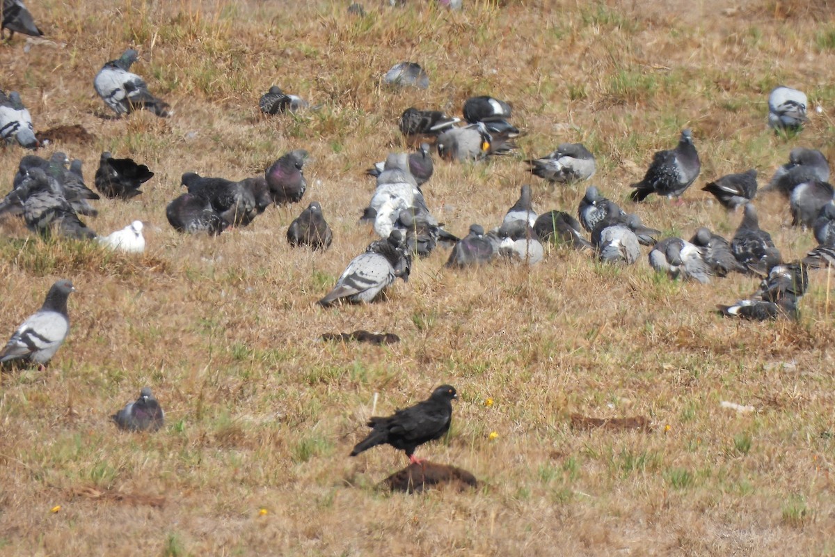 Хөхвөр тагтаа (суурин газрын) - ML549278161