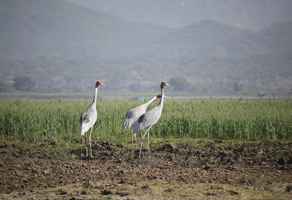 Sarus Crane - ML549278271