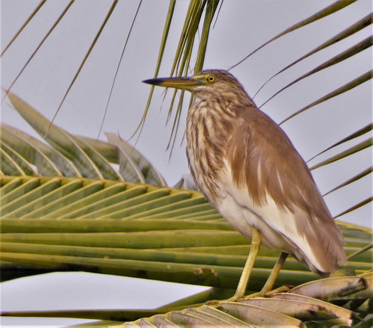 Indian Pond-Heron - ML549279111