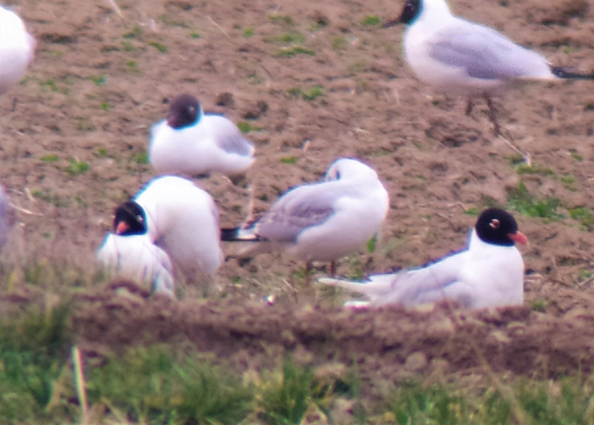 Mediterranean Gull - ML549280901