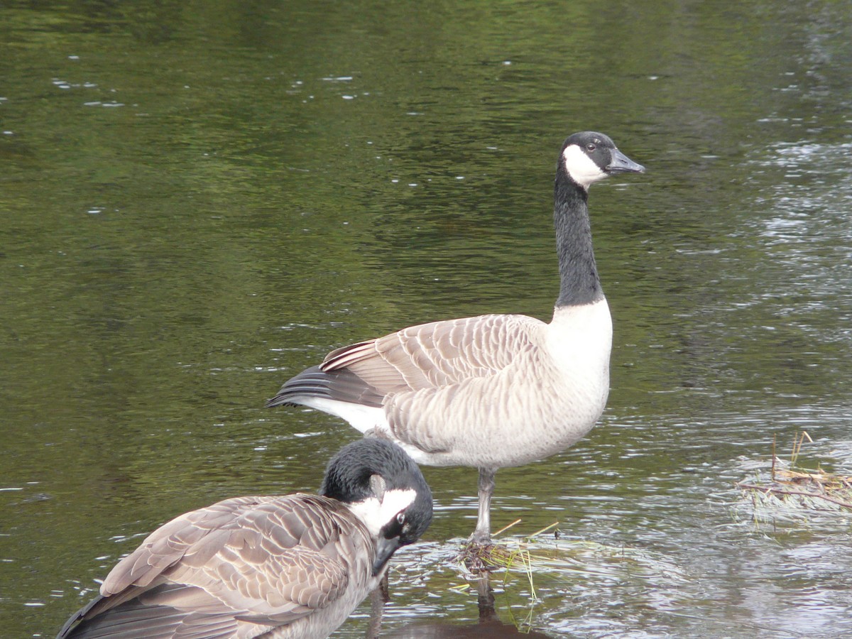 Canada Goose - ML54928341