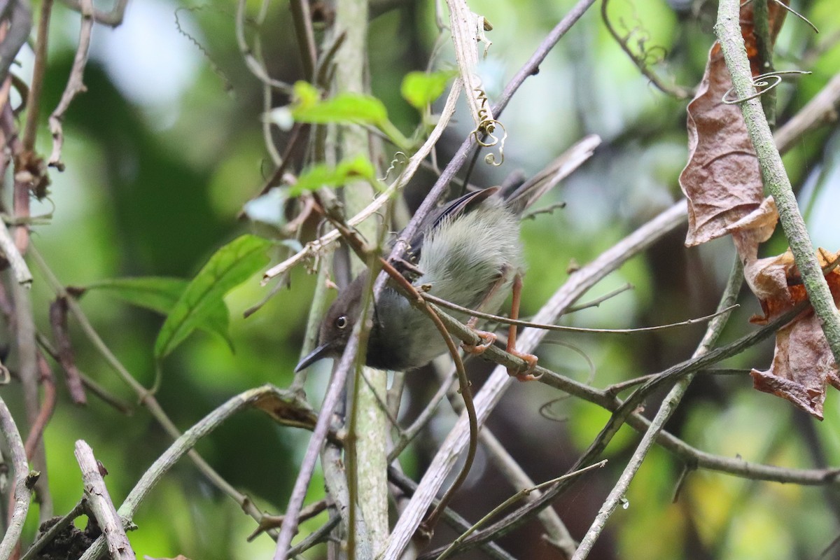 Taita Apalis - Wayne Paes