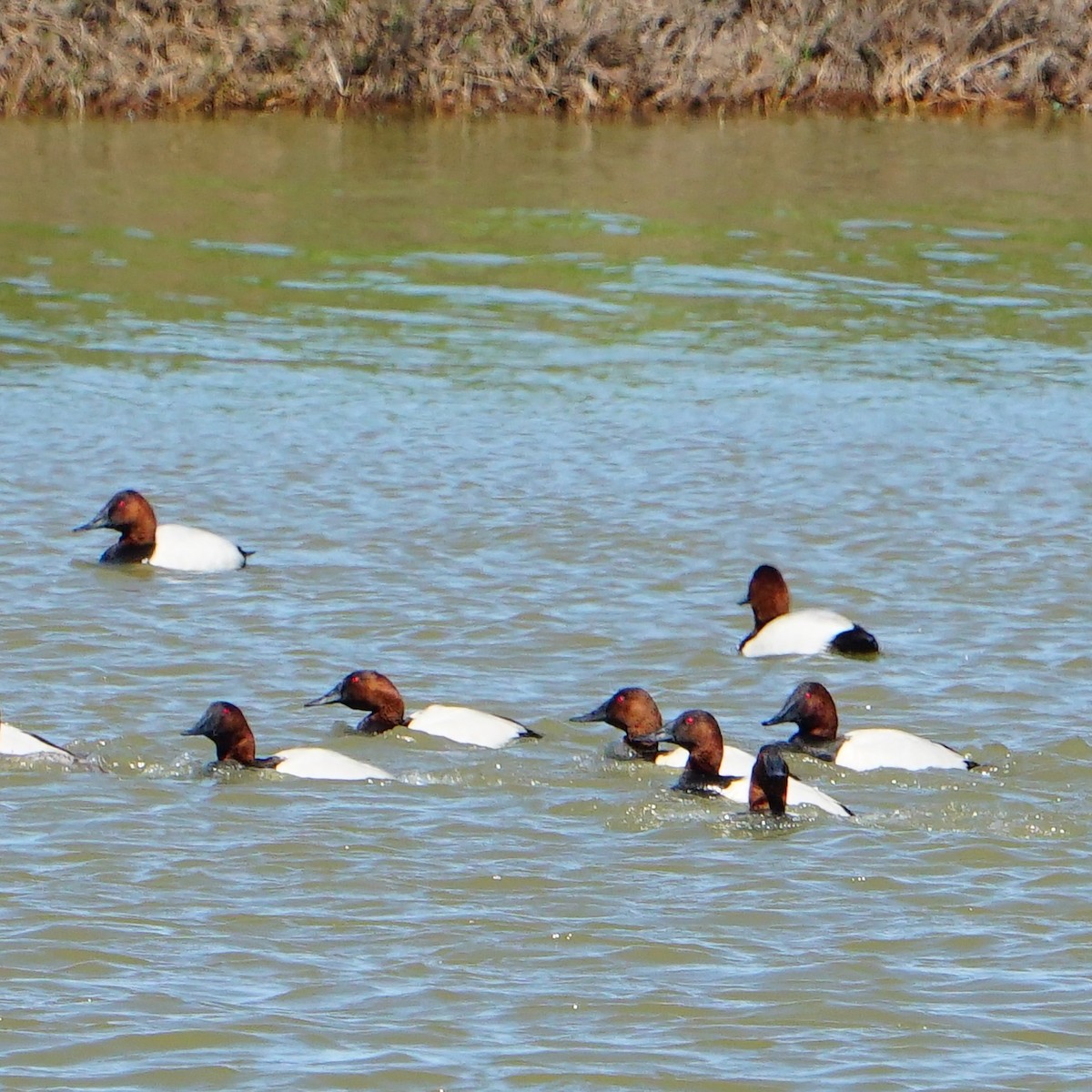 Canvasback - mang mike