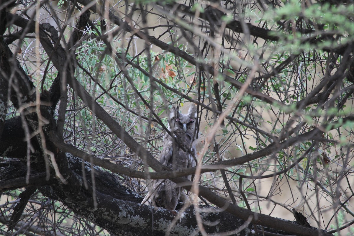 Verreaux's Eagle-Owl - ML549285631