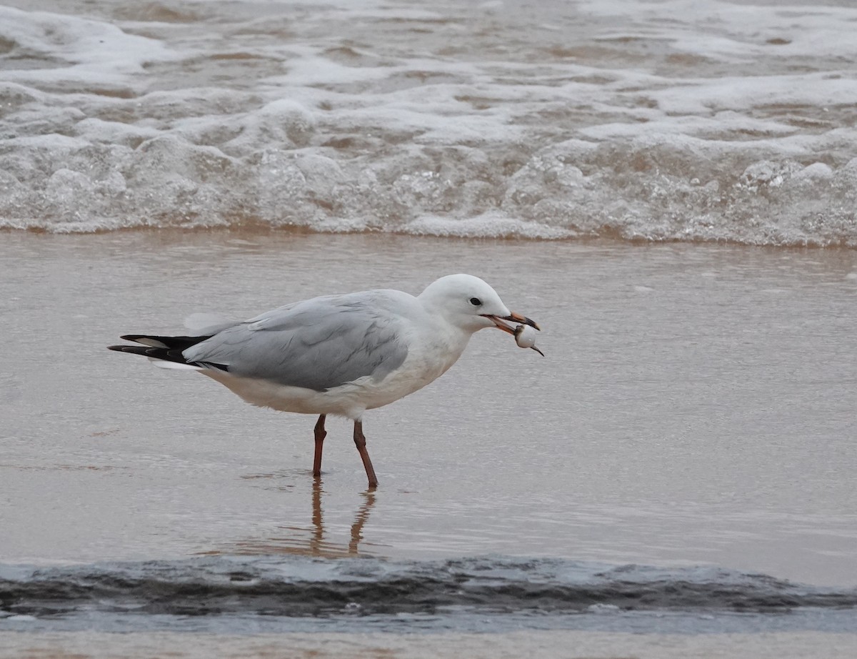 Silver Gull - ML549285661