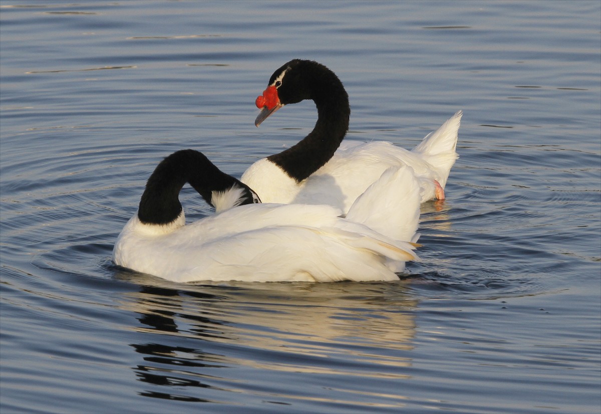 Black-necked Swan - Stanislaw Czyz