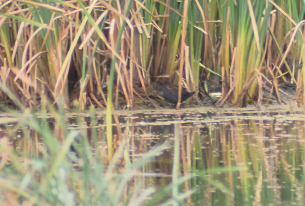 Spotless Crake - ML549288161