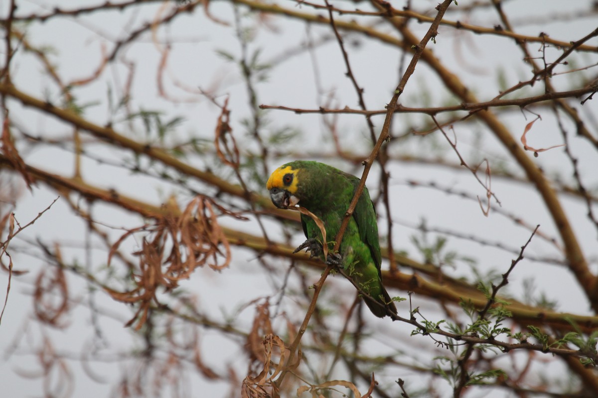 Yellow-fronted Parrot - ML549288181