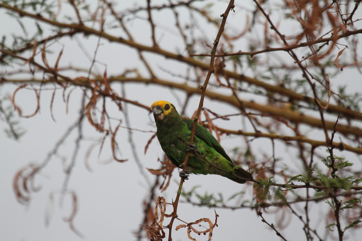 Yellow-fronted Parrot - ML549288191