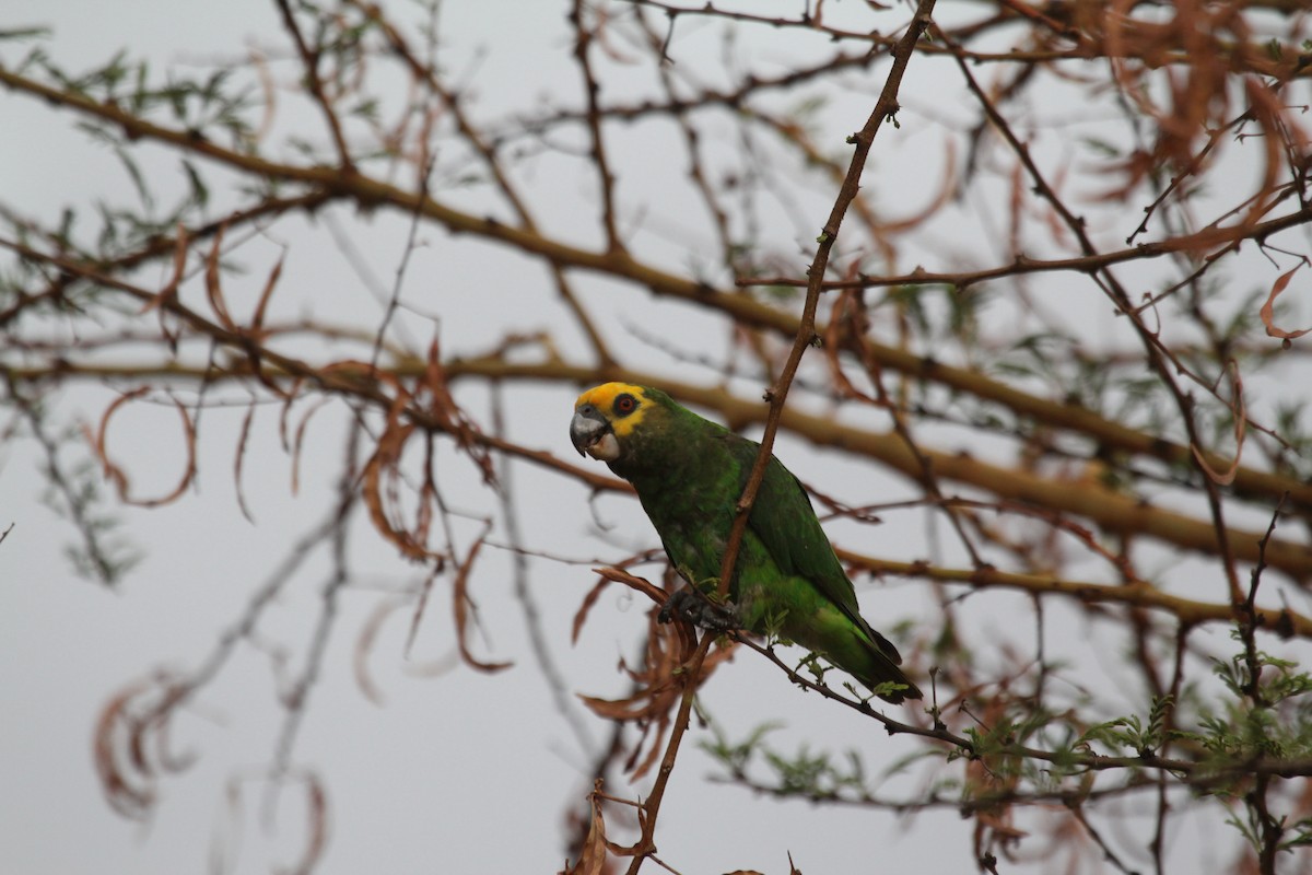 Yellow-fronted Parrot - ML549288201