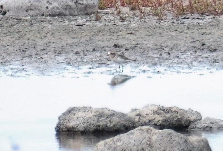 Double-banded Plover - ML549288361