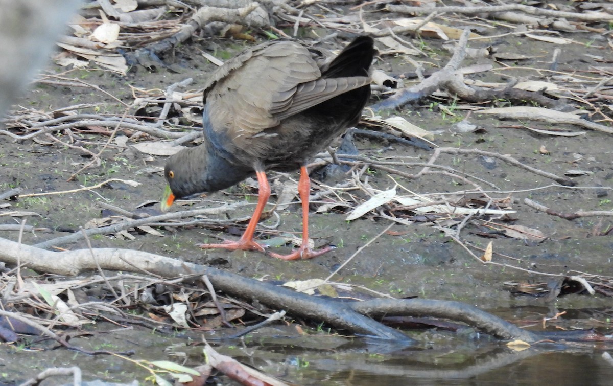 Black-tailed Nativehen - ML549288721