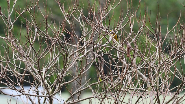 White-vented Euphonia - ML549288821