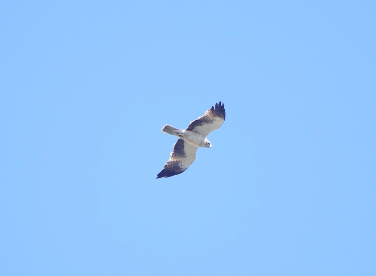 Booted Eagle - ML549289121