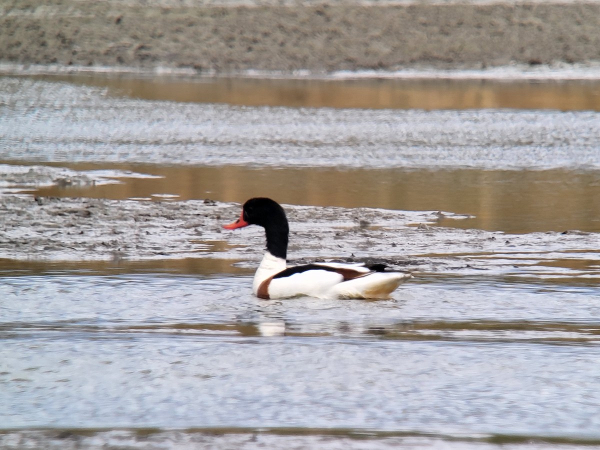 花鳧 - ML549289471