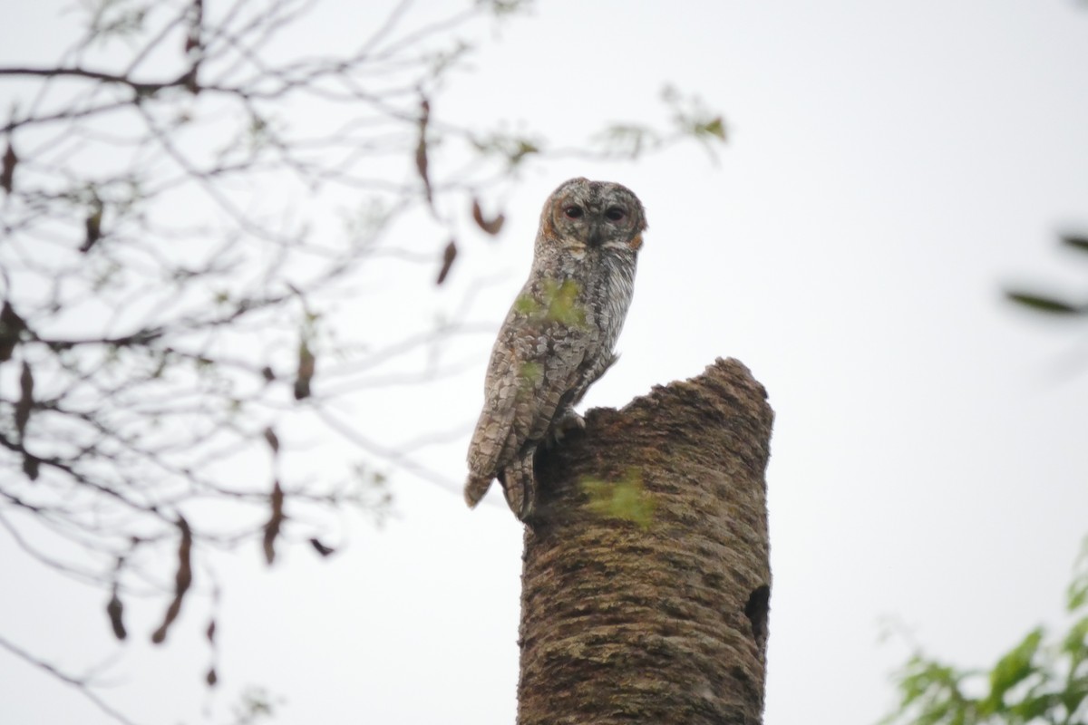 Mottled Wood-Owl - ML549289701