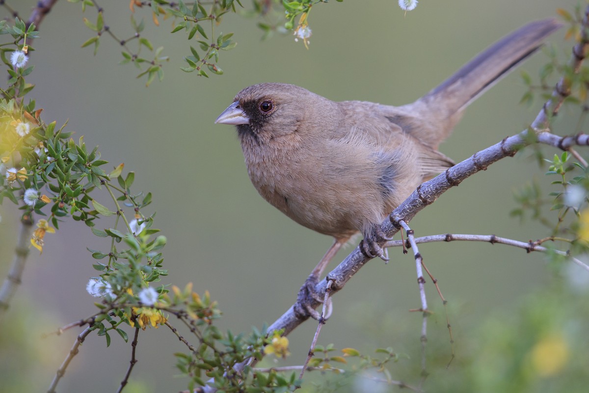Abert's Towhee - ML549290501