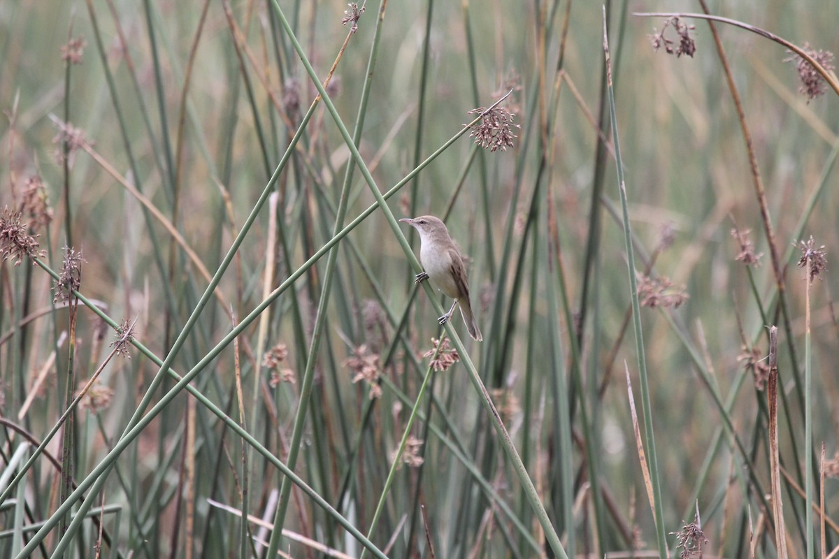 Basra Reed Warbler - ML549290631