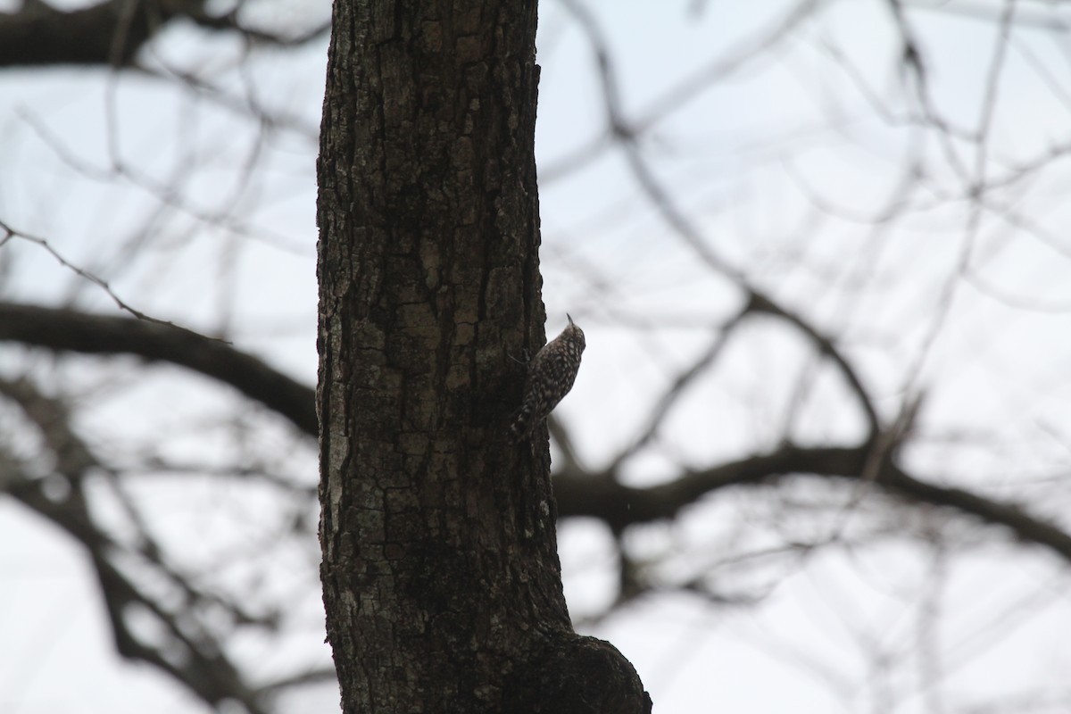 African Spotted Creeper - ML549291241