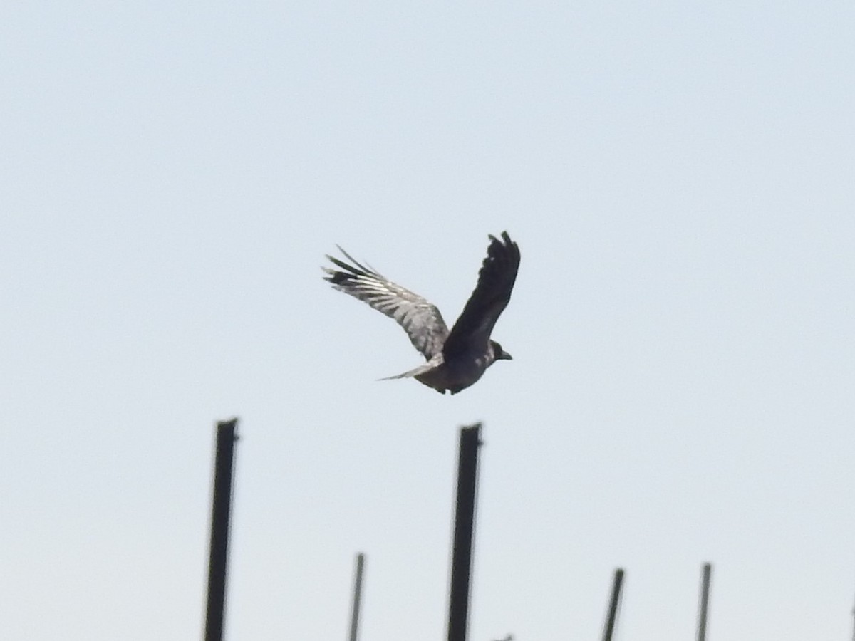 Hooded Crow - ML549291471