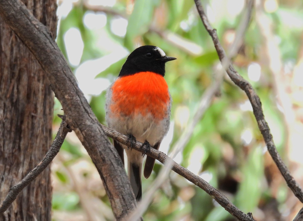 Scarlet Robin - ML549291761