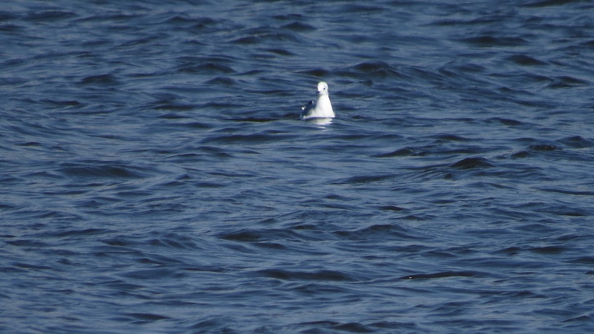 Bonaparte's Gull - ML549291981