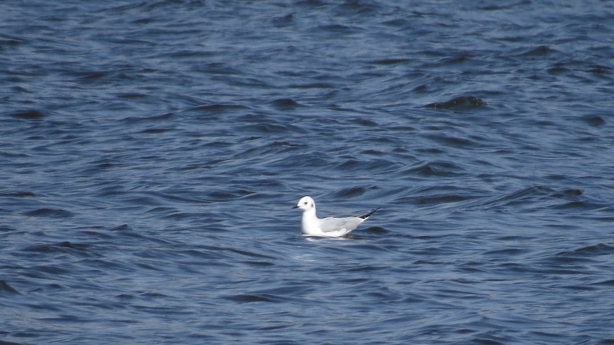 Mouette de Bonaparte - ML549291991