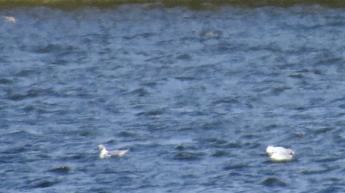 Bonaparte's Gull - ML549292931