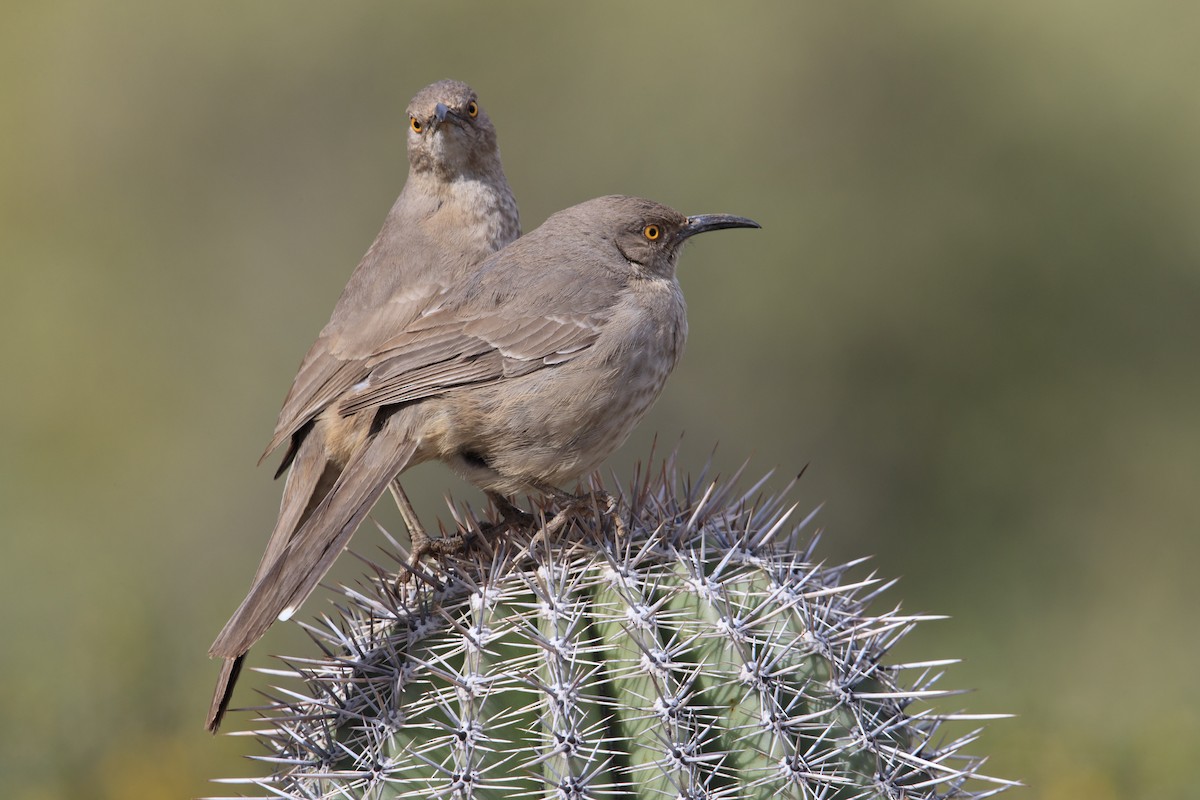 Curve-billed Thrasher (palmeri Group) - Michael Stubblefield