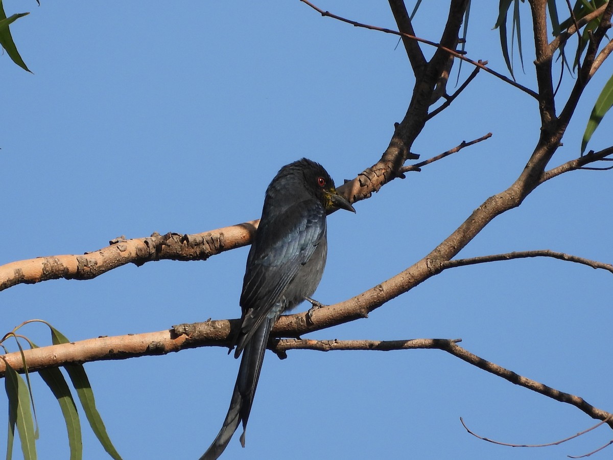 drongo kouřový - ML549294681