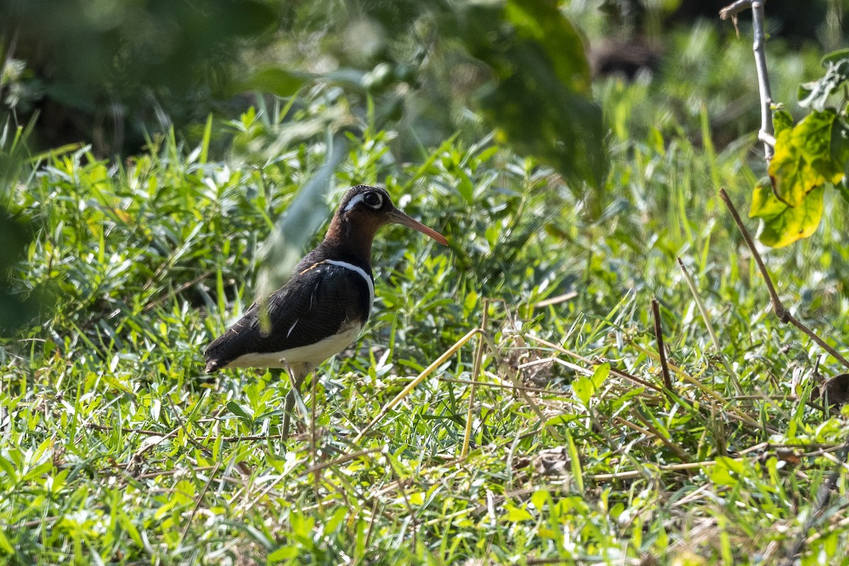 Greater Painted-Snipe - ML549295291