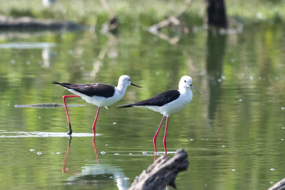 Black-winged Stilt - ML549295321