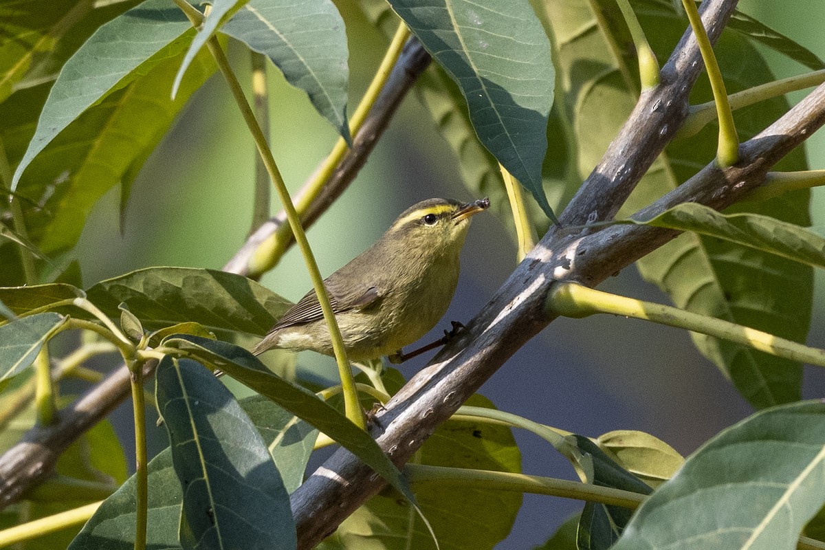 Sulphur-bellied Warbler - ML549295501