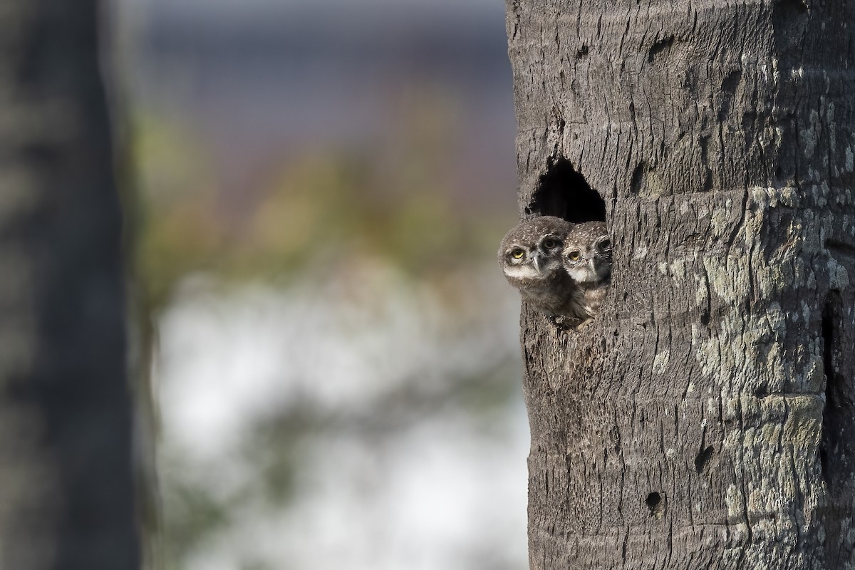 Spotted Owlet - ML549295511