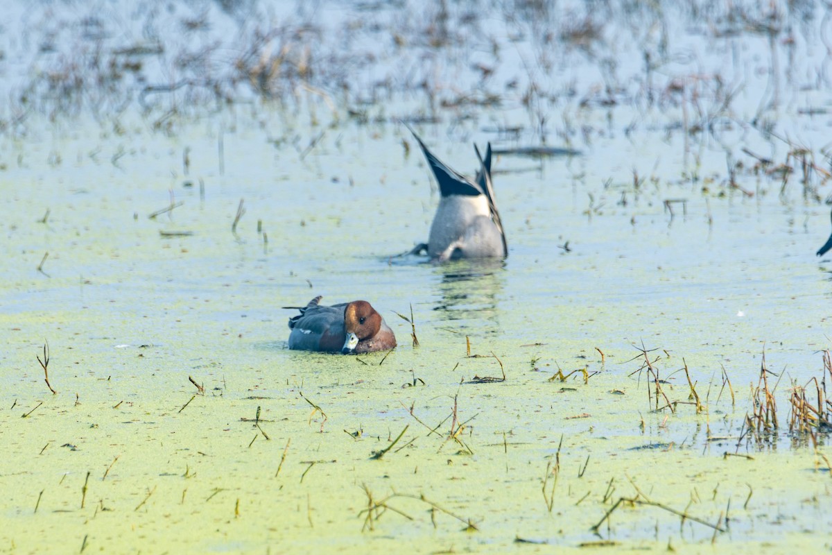 Eurasian Wigeon - ML549296521