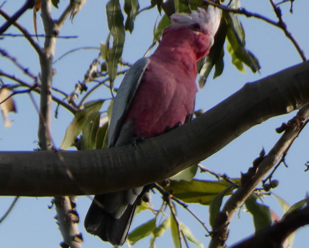 Cacatúa Galah - ML549296591