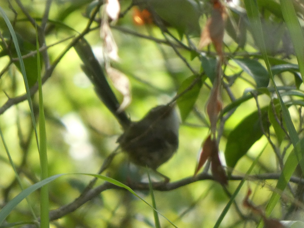 Variegated Fairywren - ML549296691