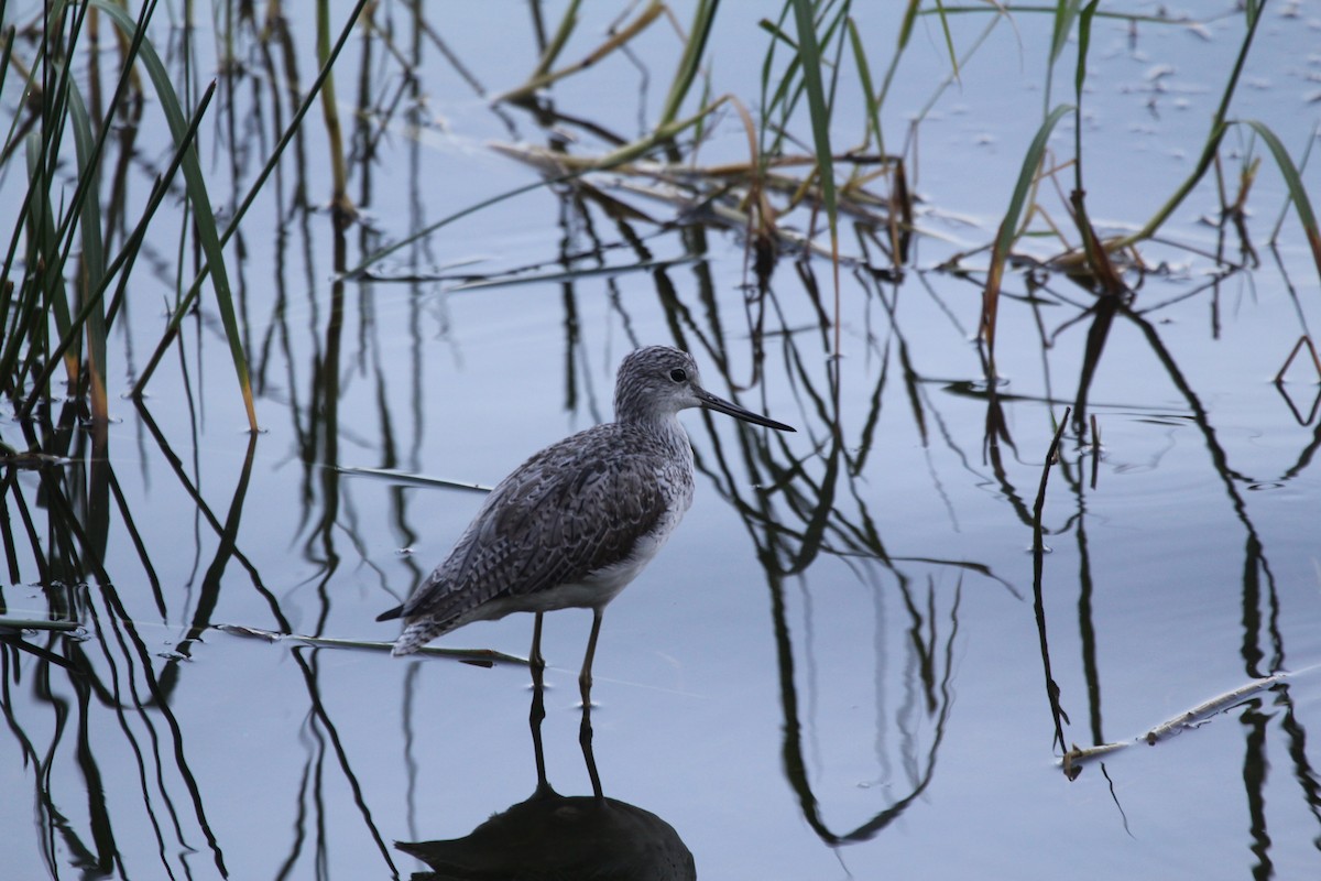 Common Greenshank - Gareth James