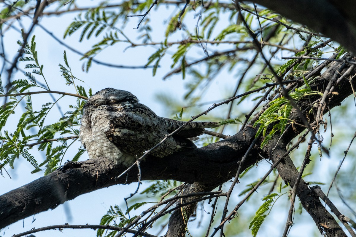 Large-tailed Nightjar - ML549298011