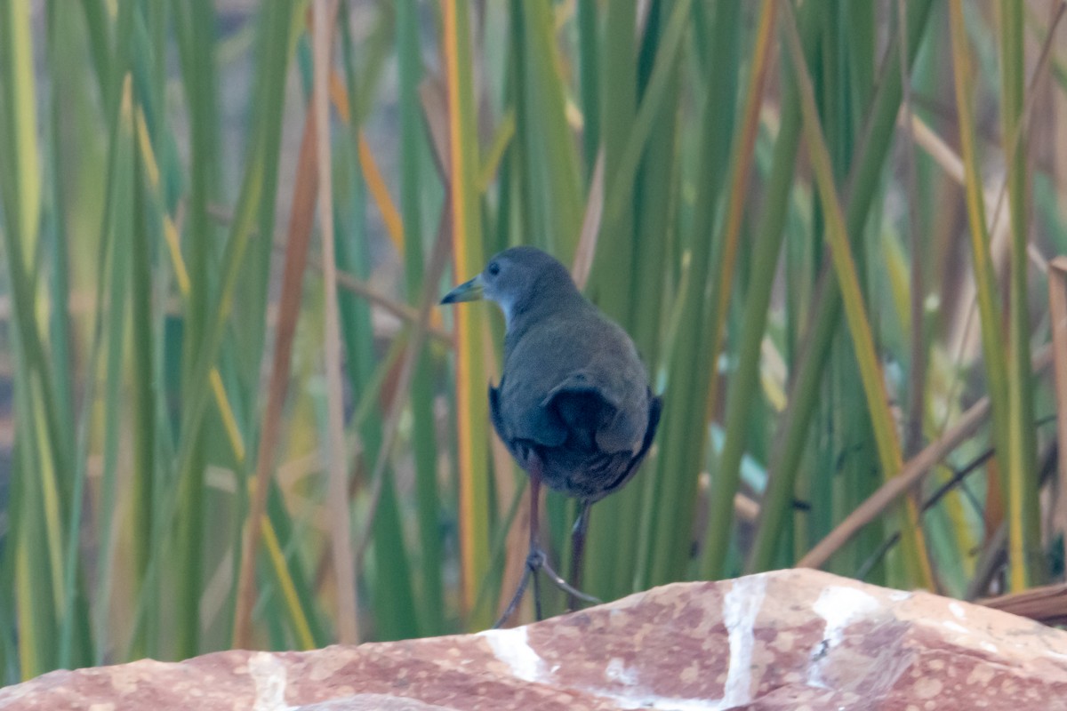 Brown Crake - ML549299121