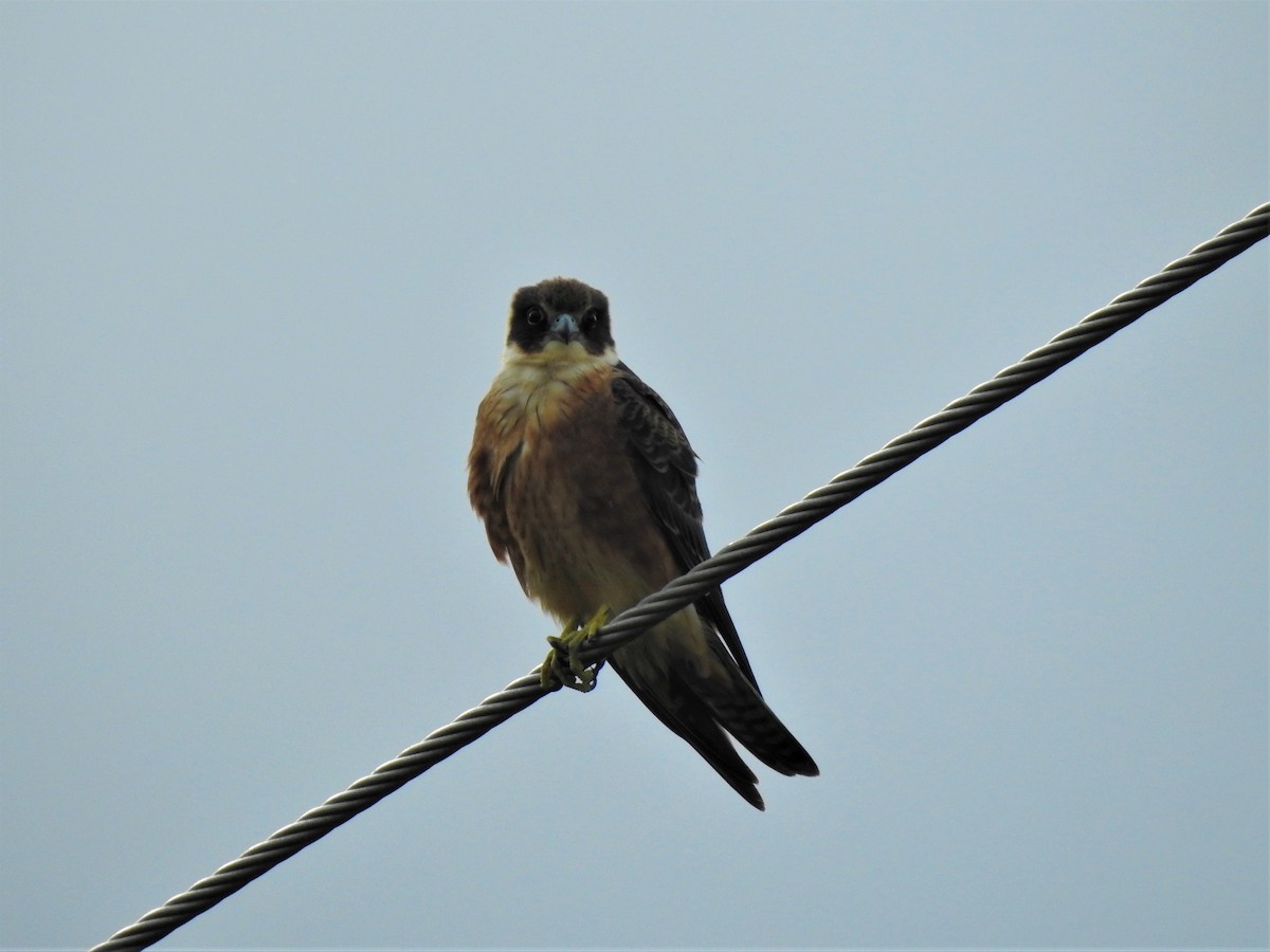 eukalyptusfalk - ML549300321